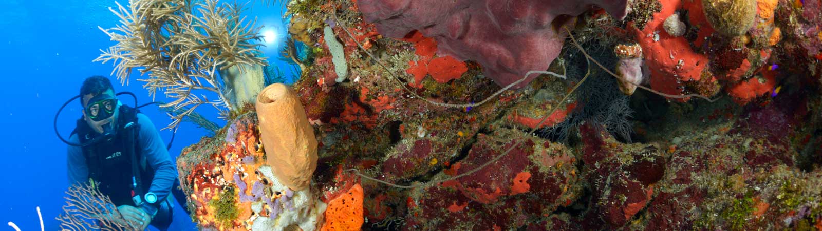 guanaja dive site